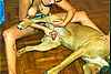 animal002.jpg